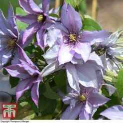 Clematis 'Samaritan Jo'™ Evipo075 14 Clematis 'Samaritan Jo'™ Evipo075 -Greenworld Zone CLEM T77136 F