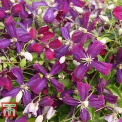 Clematis 'Sweet Summer Love' -Greenworld Zone CLEM T79781 C