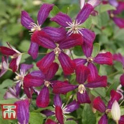 Clematis 'Sweet Summer Love' -Greenworld Zone CLEM T79781 D
