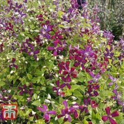 Clematis 'Sweet Summer Love' -Greenworld Zone CLEM T79781 E