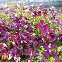 Clematis 'Sweet Summer Love' -Greenworld Zone CLEM T79781 F