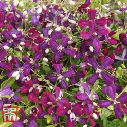 Clematis 'Sweet Summer Love' -Greenworld Zone CLEM T79781 G