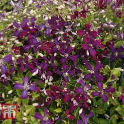 Clematis 'Sweet Summer Love' -Greenworld Zone CLEM T79781 H