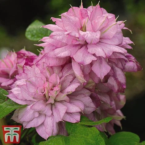 Clematis 'Innocent Glance' 1 Clematis 'Innocent Glance'