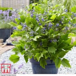 Clematis 'New Love' -Greenworld Zone CLEM TJ55647 B