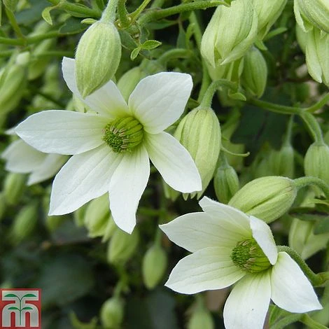 Clematis 'Michiko'™ Evipo044 1 Clematis 'Michiko'™ Evipo044