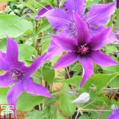 Clematis 'Guiding Promise'&trade; Evipo053
