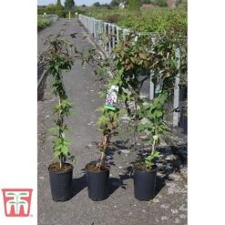 Clematis Montana Var. Rubens 'Tetrarose' -Greenworld Zone CLEM TKA3084 A