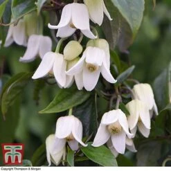 Winter Flowering Clematis Trio -Greenworld Zone CLEM WKB4690 B