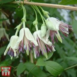 Winter Flowering Clematis Trio -Greenworld Zone CLEM WKB4690 C