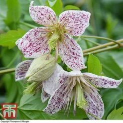 Winter Flowering Clematis Trio -Greenworld Zone CLEM WKB4690 D