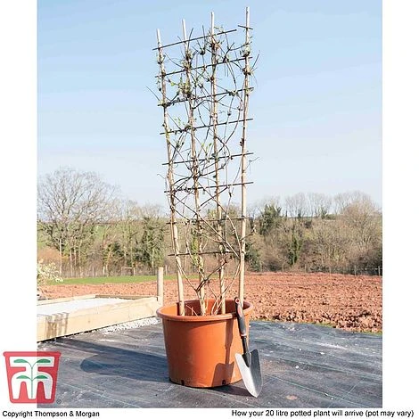 Clematis Montana 'Fragrant Springs' 2 Clematis Montana 'Fragrant Springs' - Image 2