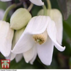 Clematis Urophylla 'Winter Beauty' -Greenworld Zone CLEM p88973 D