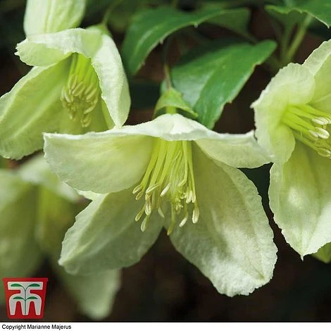 Clematis Cirrhosa 'Jingle Bells' 1 Clematis Cirrhosa 'Jingle Bells'