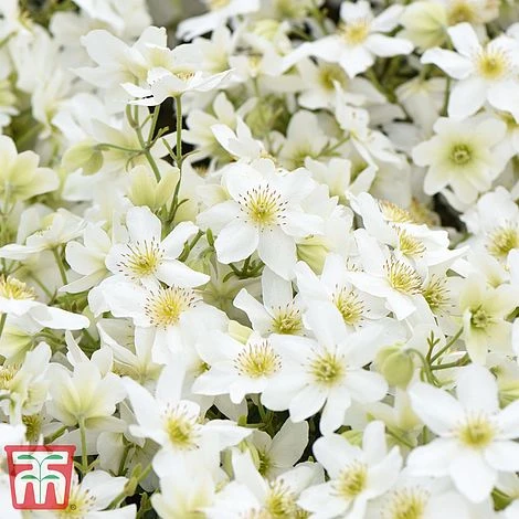 Clematis X Cartmanii 'Avalanche' 2 Clematis X Cartmanii 'Avalanche' - Image 2