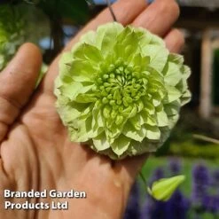 Clematis Florida 'Manju' -Greenworld Zone CLEM MANJU S50981