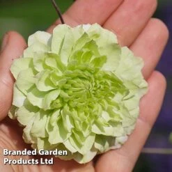 Clematis Florida 'Manju' -Greenworld Zone CLEM MANJU S50983