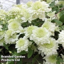 Clematis Florida 'Manju' -Greenworld Zone CLEM MANJU S50984