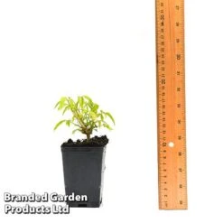 Clematis Napaulensis -Greenworld Zone CLEM NAPAUL7CM T44183