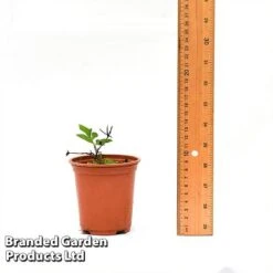 Clematis Florida 'Sieboldii' -Greenworld Zone CLEM SIEBOL9CM T44180