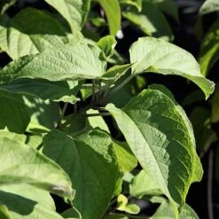 Clerodendrum Trichotomum -Greenworld Zone CLER T73834 A h