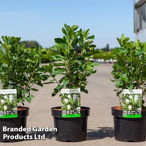 Clethra Alnifolia 'Vanilla Spice' 1 Clethra Alnifolia 'Vanilla Spice'