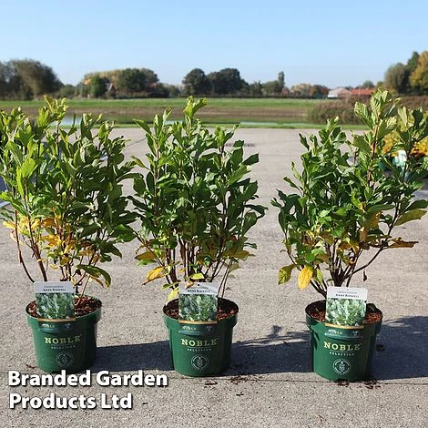 Clethra Alnifolia 'Anne Bidwell' 1 Clethra Alnifolia 'Anne Bidwell'