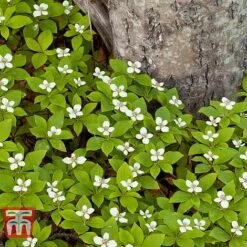 Cornus Canadensis -Greenworld Zone CORN T57945 B1