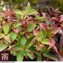 Cornus Canadensis -Greenworld Zone CORN T57945 D