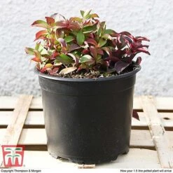 Cornus Canadensis -Greenworld Zone CORN T57945 e1