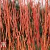 Cornus Sericea 'Cardinal'
