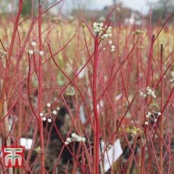 Cornus Sericea 'Cardinal' -Greenworld Zone CORN T66175 B