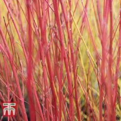 Cornus Sericea 'Cardinal' -Greenworld Zone CORN T66175 C