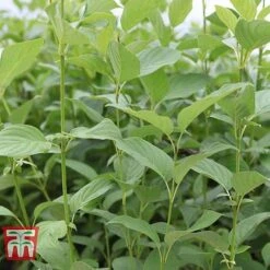 Cornus Sericea 'Cardinal' -Greenworld Zone CORN T66175 D