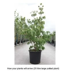 Cornus Kousa Var. Chinensis 'China Girl' -Greenworld Zone CORN T68310 B h