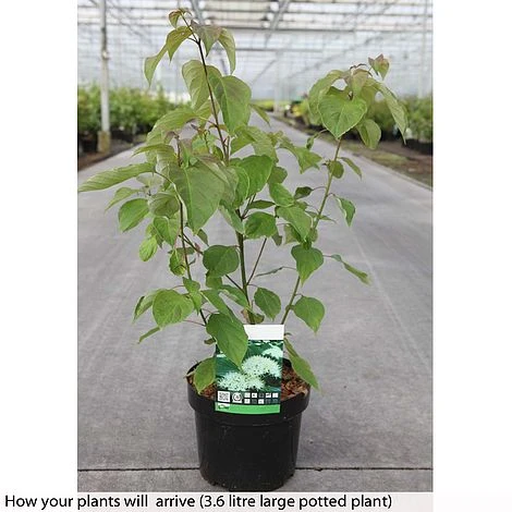 Cornus Alternifolia 2 Cornus Alternifolia - Image 2