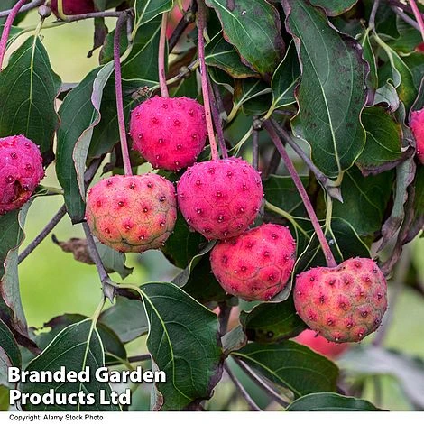 Cornus Kousa Var. Chinensis 2 Cornus Kousa Var. Chinensis - Image 2