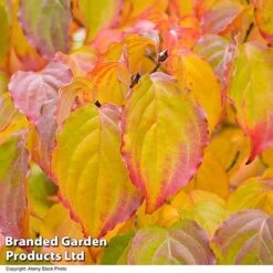 Cornus Kousa Var. Chinensis 5 Cornus Kousa Var. Chinensis -Greenworld Zone CORN CHINENSIS R48206