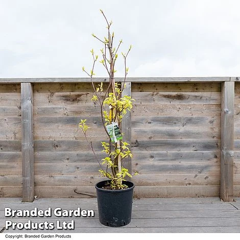 Cornus Controversa 2 Cornus Controversa - Image 2