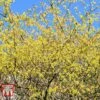 Corylopsis Spicata