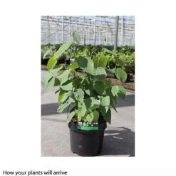 Corylopsis Spicata -Greenworld Zone CORY T66180 B h