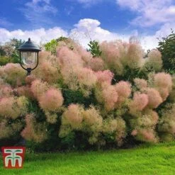 Cotinus Coggygria 'Young Lady' -Greenworld Zone COTI T67916 B