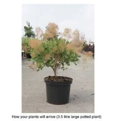 Cotinus Coggygria 'Young Lady' -Greenworld Zone COTI T67916 B h