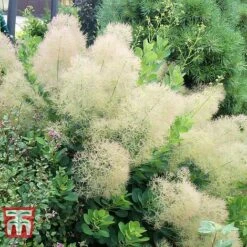 Cotinus Coggygria 'Young Lady' -Greenworld Zone COTI T67916 D