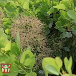 Cotinus Coggygria 'Young Lady' -Greenworld Zone COTI T67916 F