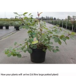 Cotinus Coggygria -Greenworld Zone COTI T73880 B h