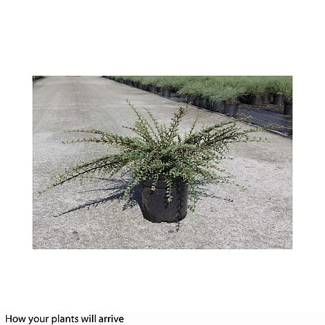 Cotoneaster Horizontalis 'Variegatus' 2 Cotoneaster Horizontalis 'Variegatus' - Image 2