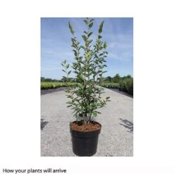 Cotoneaster Lucidus 9 Cotoneaster Lucidus -Greenworld Zone COTO T66184 A h