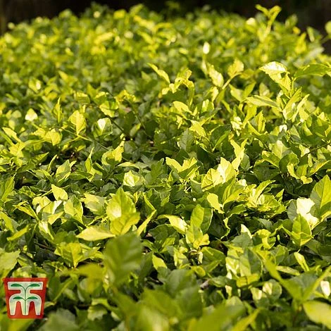 Cotoneaster Lucidus 3 Cotoneaster Lucidus - Image 3