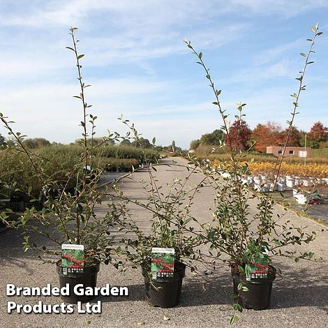 Cotoneaster Lacteus 2 Cotoneaster Lacteus - Image 2